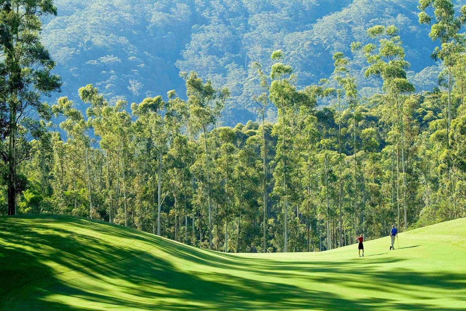 Bonville Golf Resort, a fairway framed by flooded gums and subtropical rainforest near Coffs Harbour