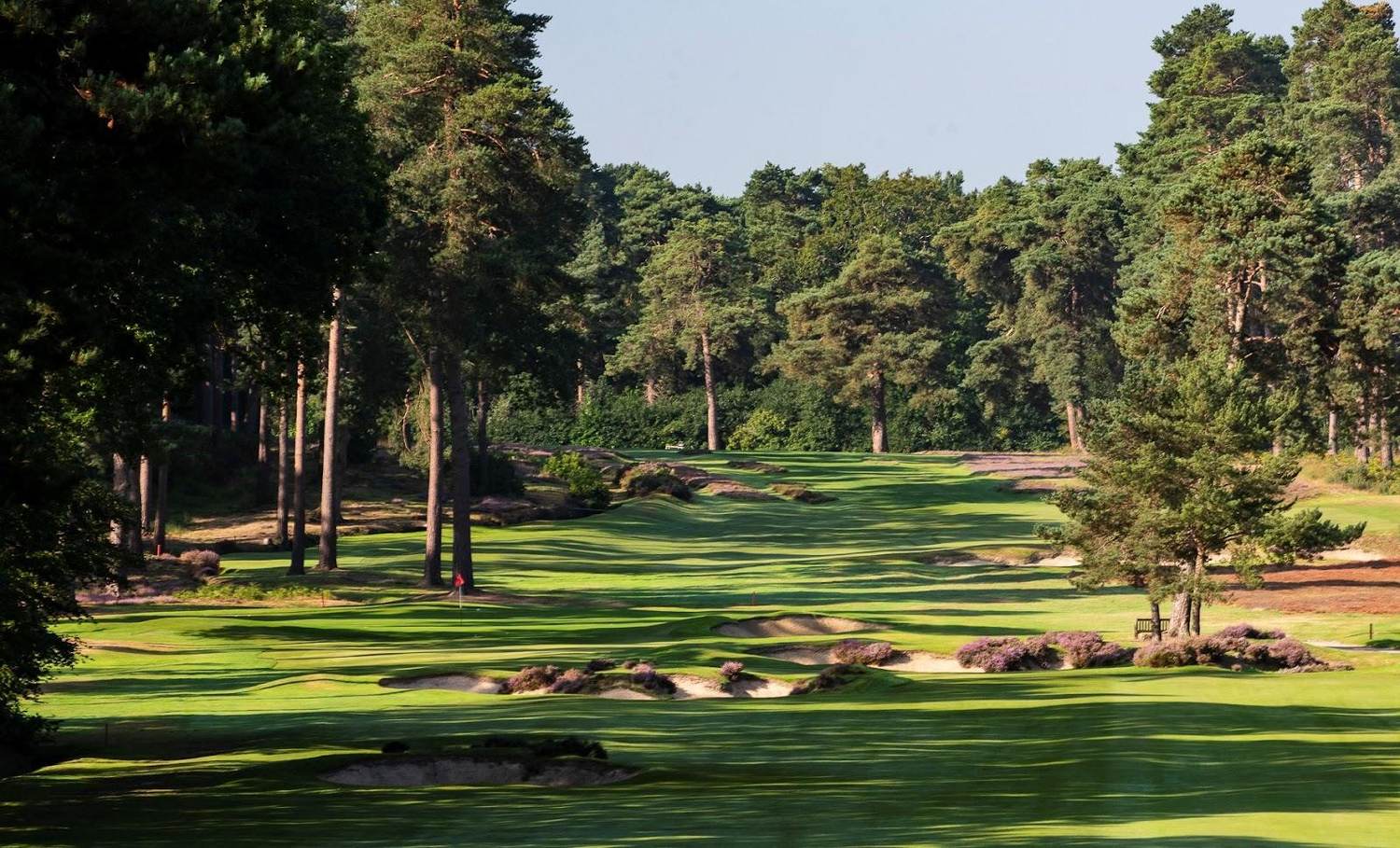 West Hill Golf Club, heather and Scots pine framing a heathland fairway at Brookwood, Surrey, England
