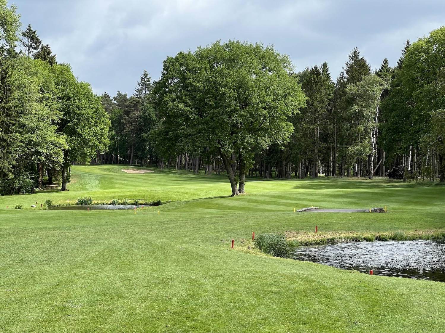 Club zur Vahr Garlstedter Heide golf course, fairway framed by tall pine forest near Bremen, Germany