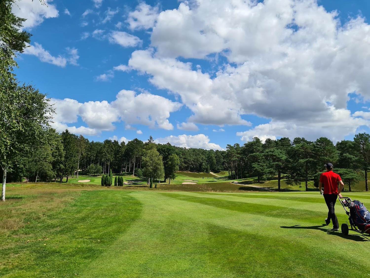 Hamburger Golf-Club Falkenstein, heathland fairway framed by pine and birch and banks of heather near Hamburg