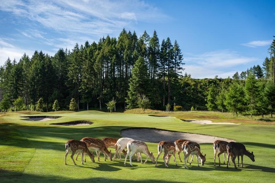 Wairakei Golf and Sanctuary, tree lined fairway and bunkering near Taupo, New Zealand