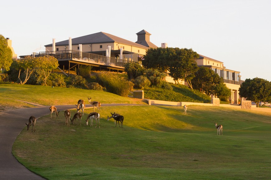 Atlantic Beach Links, springbok grazing on the fairway below the clubhouse near Melkbosstrand, Cape Town