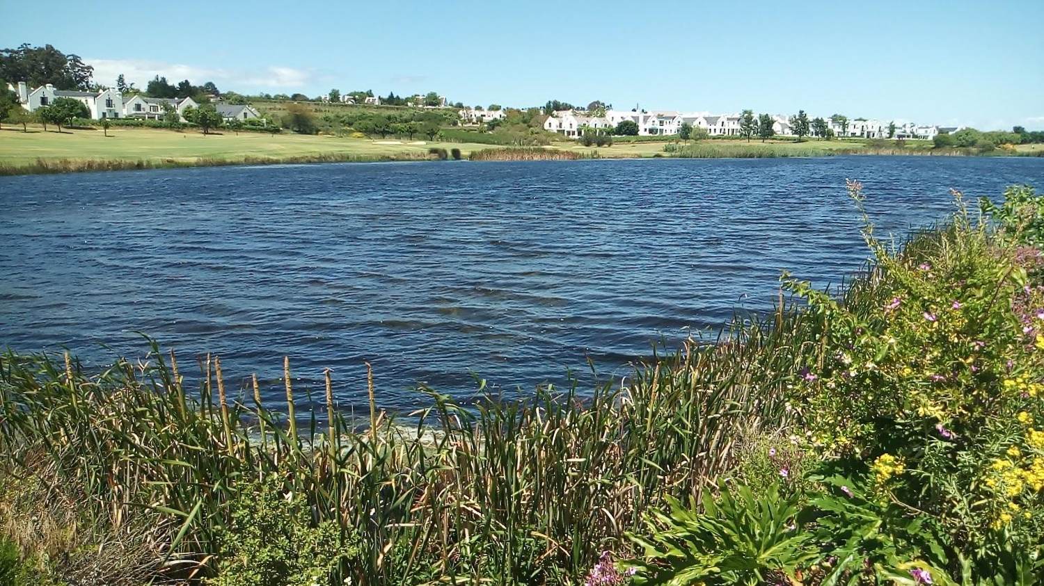 De Zalze Golf Club, parkland fairway and vines below the Helderberg, Stellenbosch, South Africa
