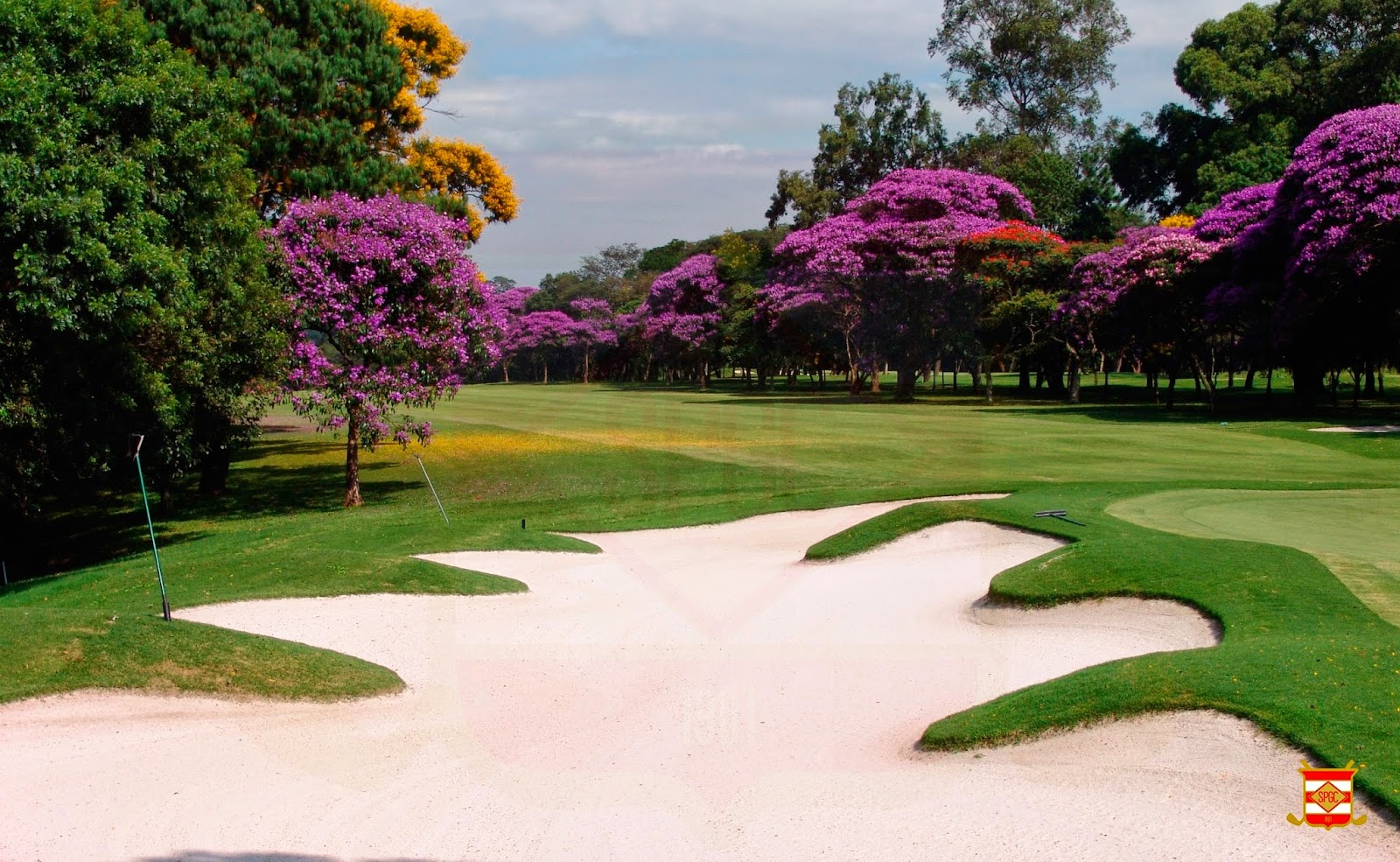 Sao Paulo Golf Club, white sand bunker framed by flowering trees on the parkland course